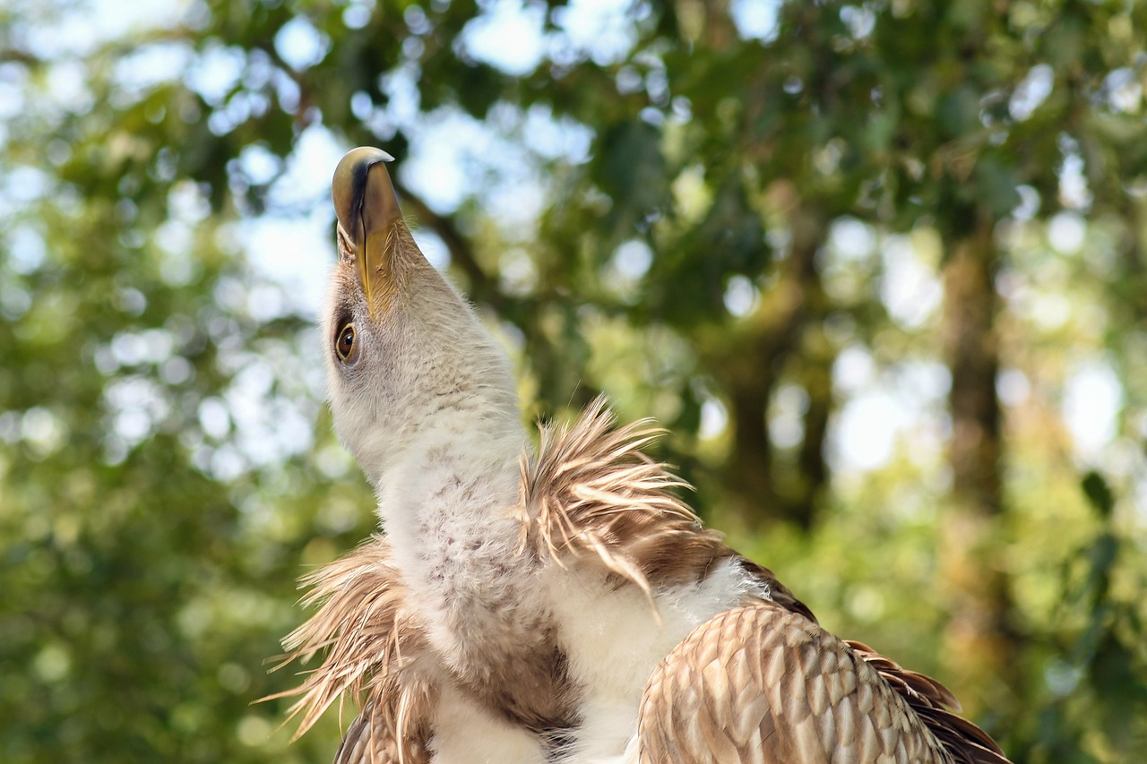 美股最新动态,市场走势、影响因素及前景展望全解析