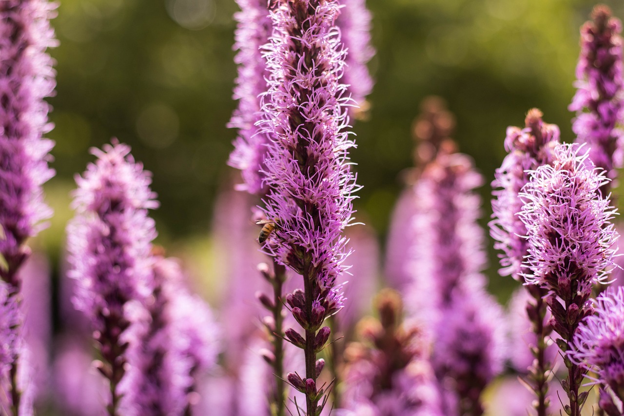 最新鲜韭菜,农田到餐桌的品质之旅