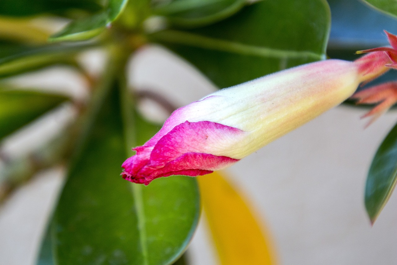 潮钱花最新动态揭秘,金融科技带来的全新体验探索