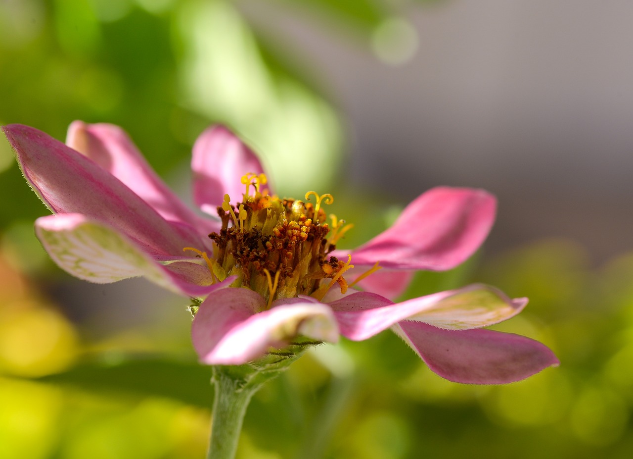 嘉业花绽放魅力,城市新宠展现活力