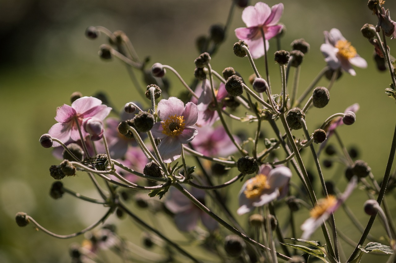 开封疫情最新动态,城市状况与应对策略