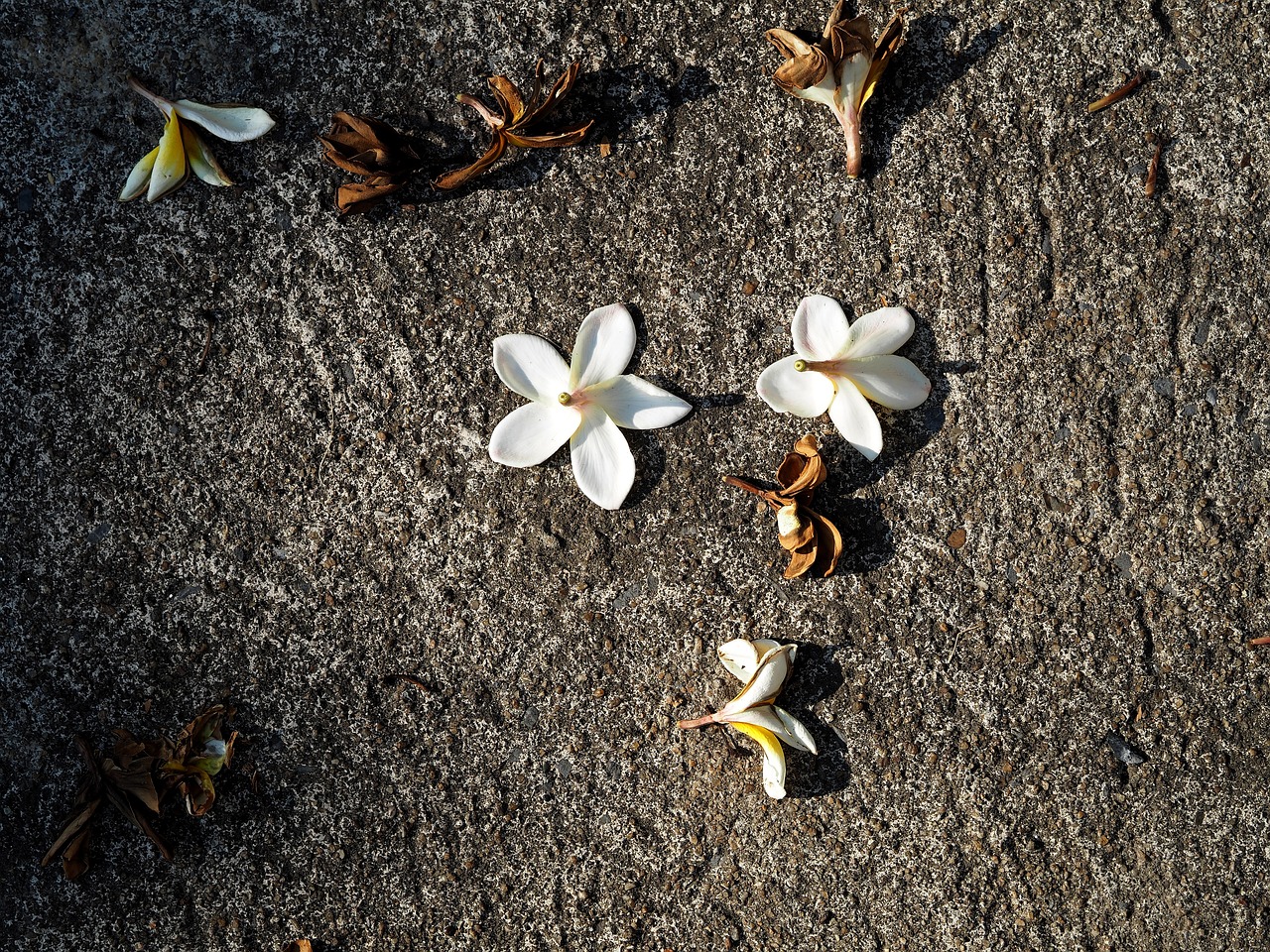 相扑巨星白鹏的最新动态更新,揭秘白鹏的最新消息与动态。