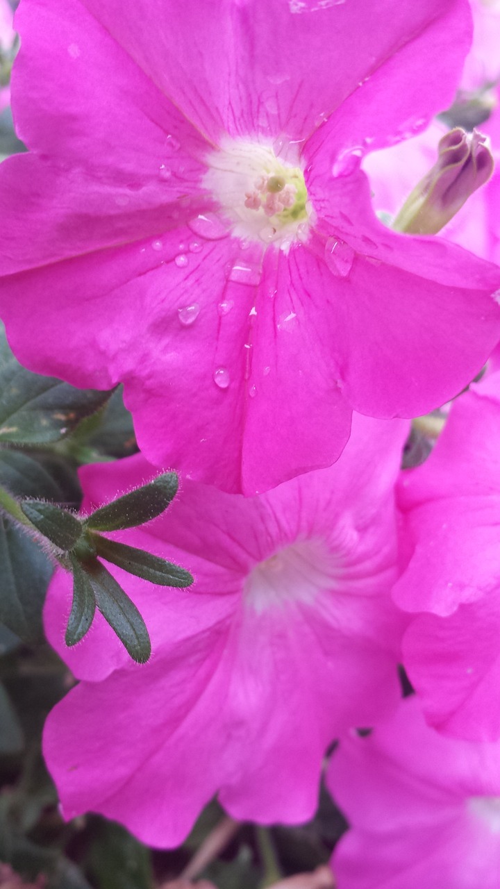 心型病毒最新研究动态与防控措施探讨