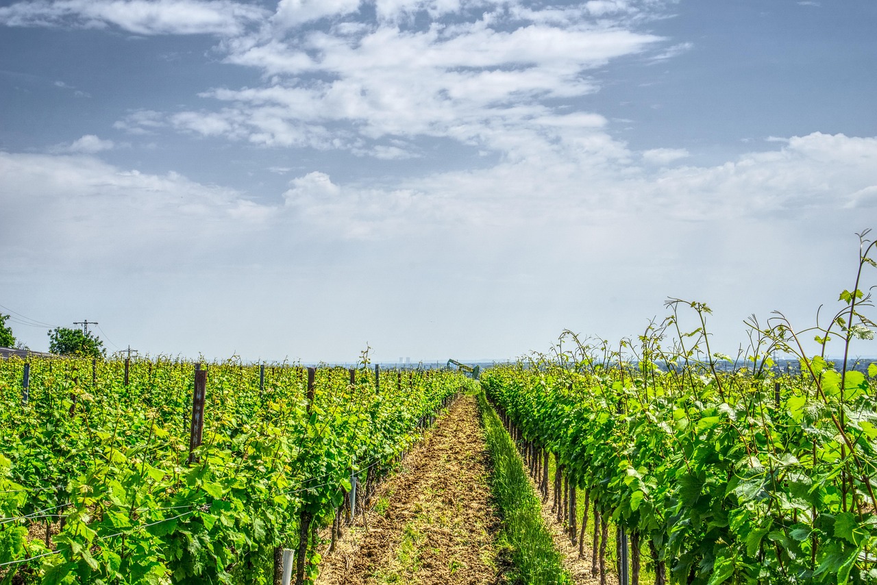 植树节最新活动，绿色行动引领可持续发展之路