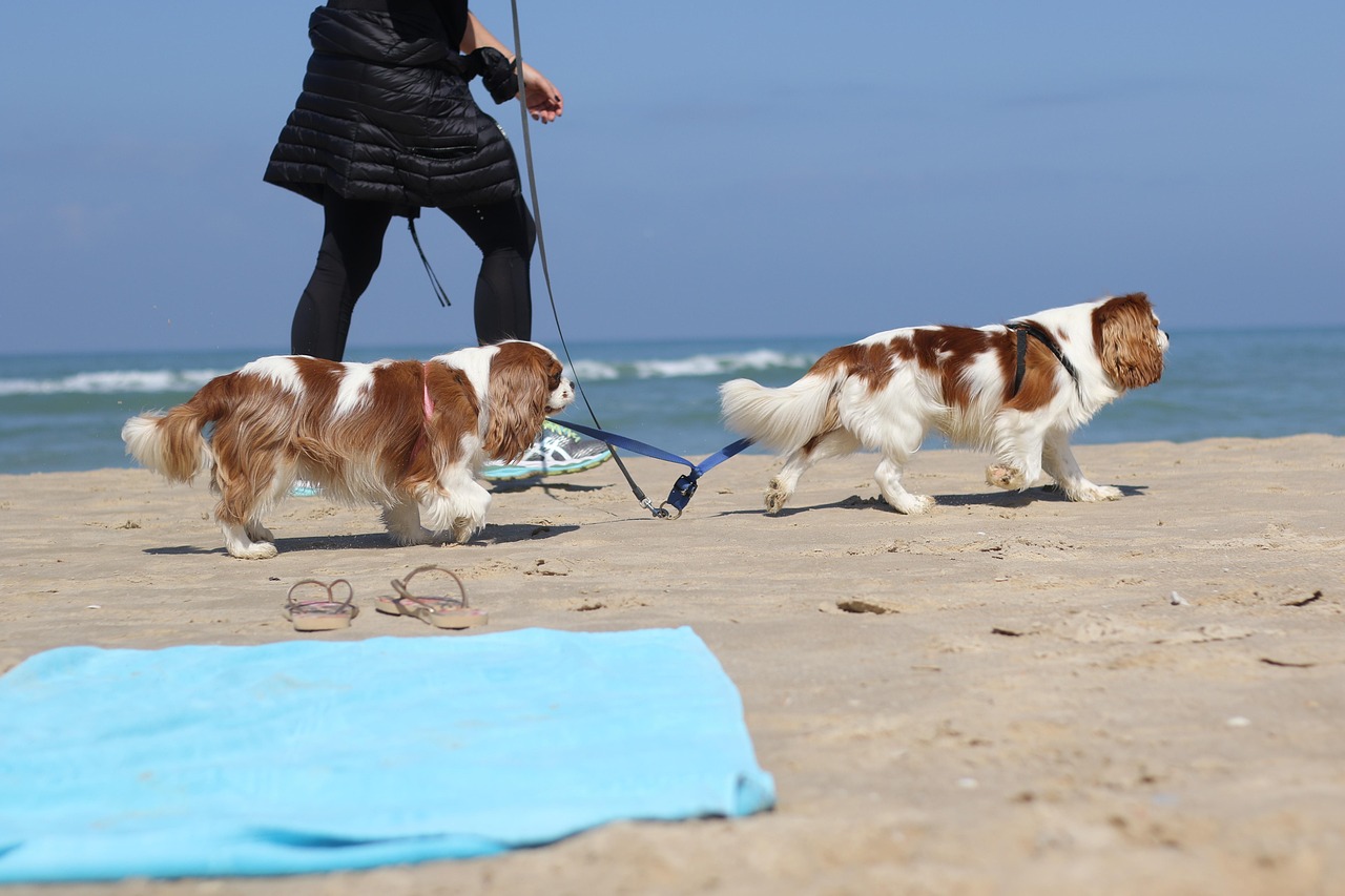 最新花贵犬,魅力四溢的时尚宠儿