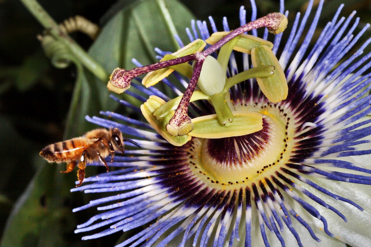 黄之蜂最新动态,探索未知,砥砺前行