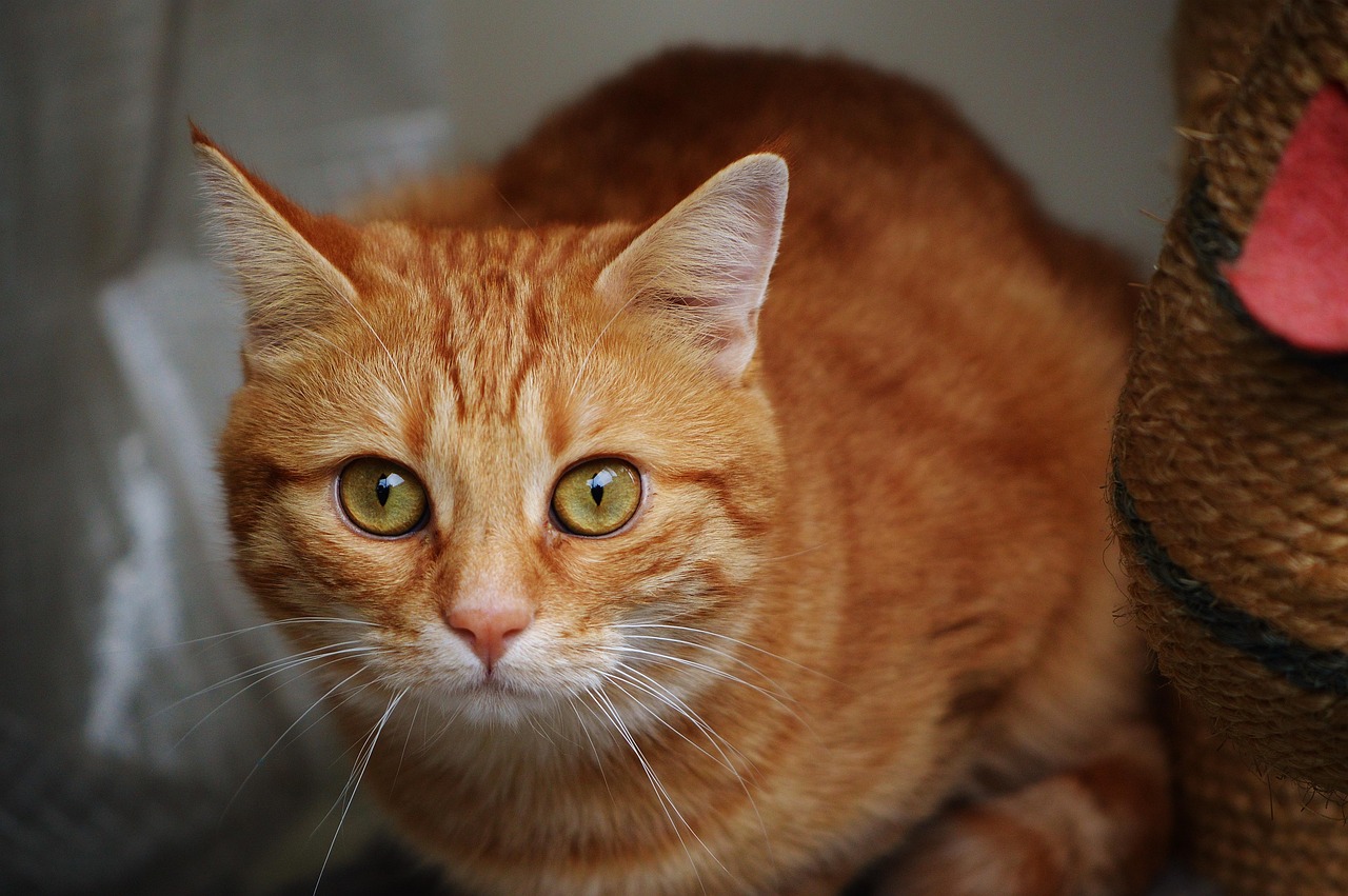 全球疫情动态更新,最新防疫文章与应对策略