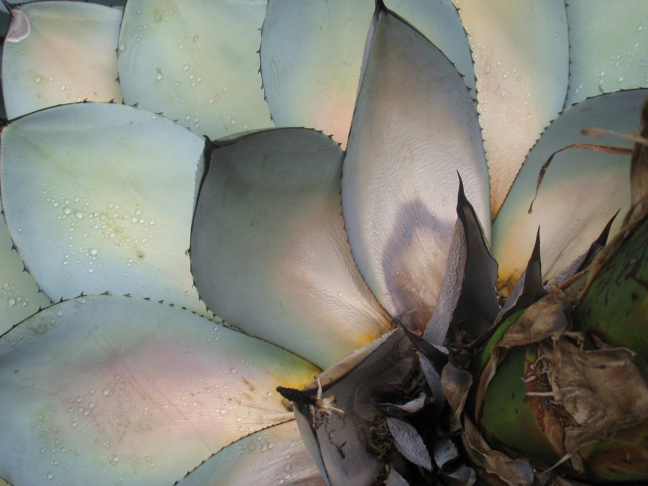 探索最新粉笔多肉植物的魅力与种植技巧指南