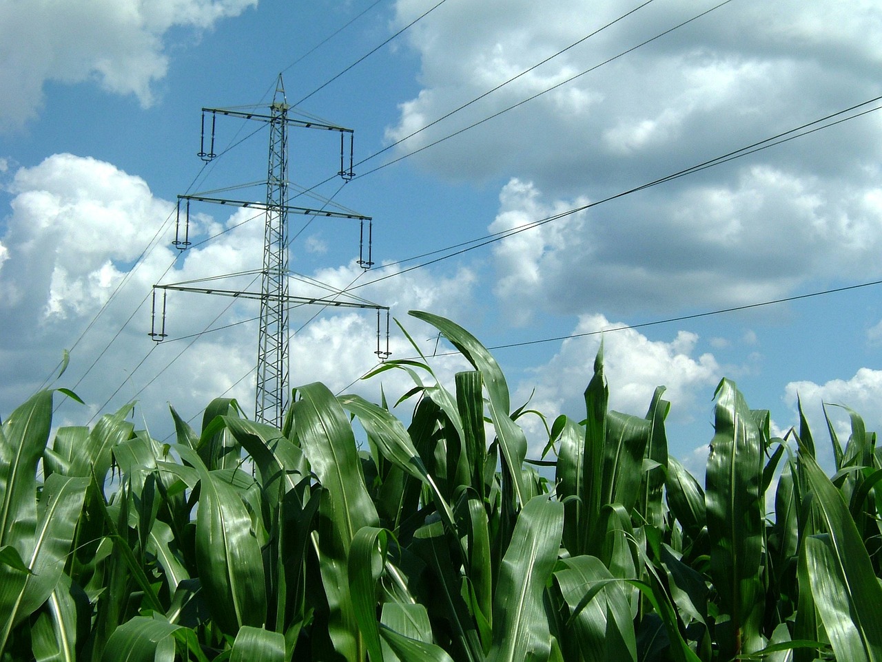 麦绿素最新研究进展,应用领域及前景展望