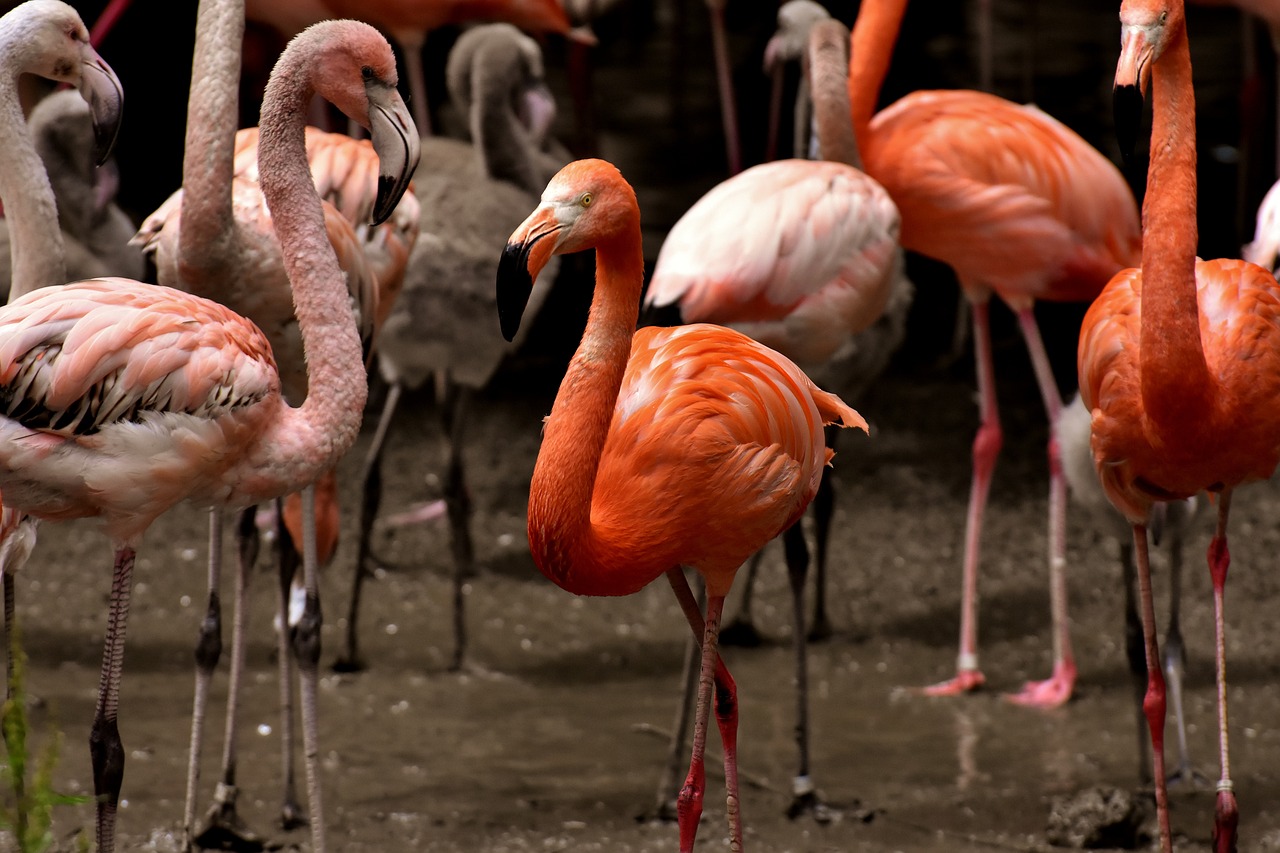 绿地最新股价动态,影响分析与走势预测