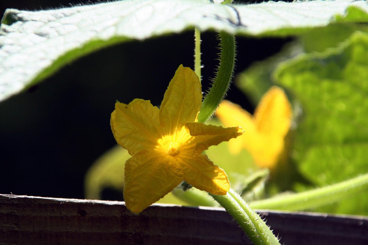 唐小顺的最新动态与成就,不断前行的步伐,闪耀的光芒之路
