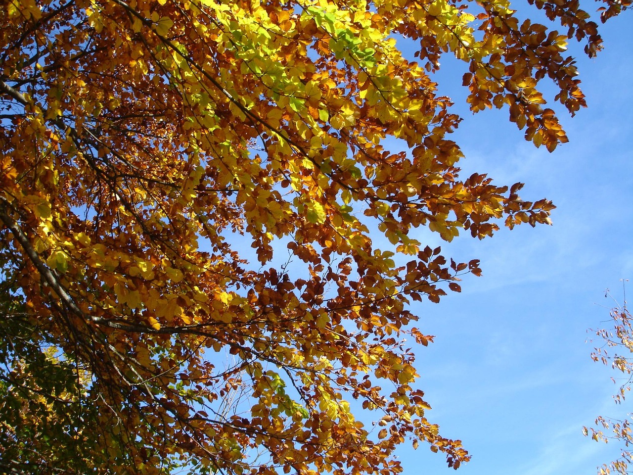 方媛与郭富城爱情生活新动态,美好交织的最新篇章