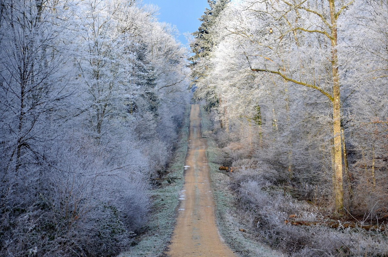 秋蝉最新片花,探寻季节之美的独特视角赏析