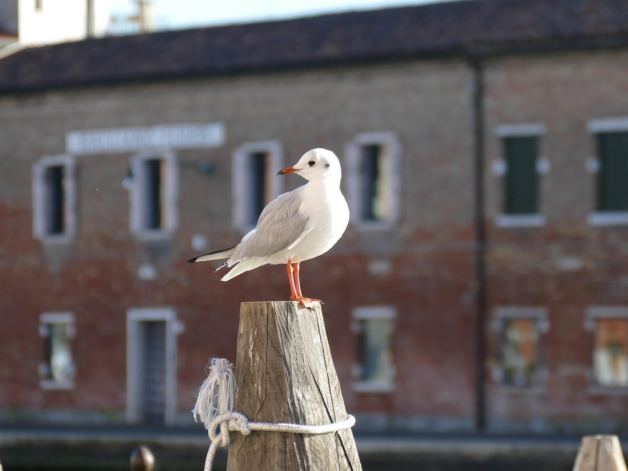 万圣伟最新动态,篮球场上的新星光芒闪耀