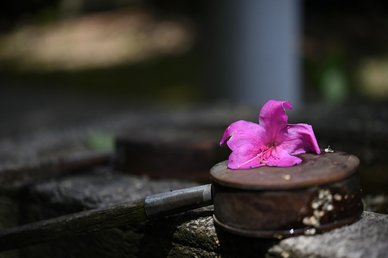 日本十月最新文化与科技融合动态更新