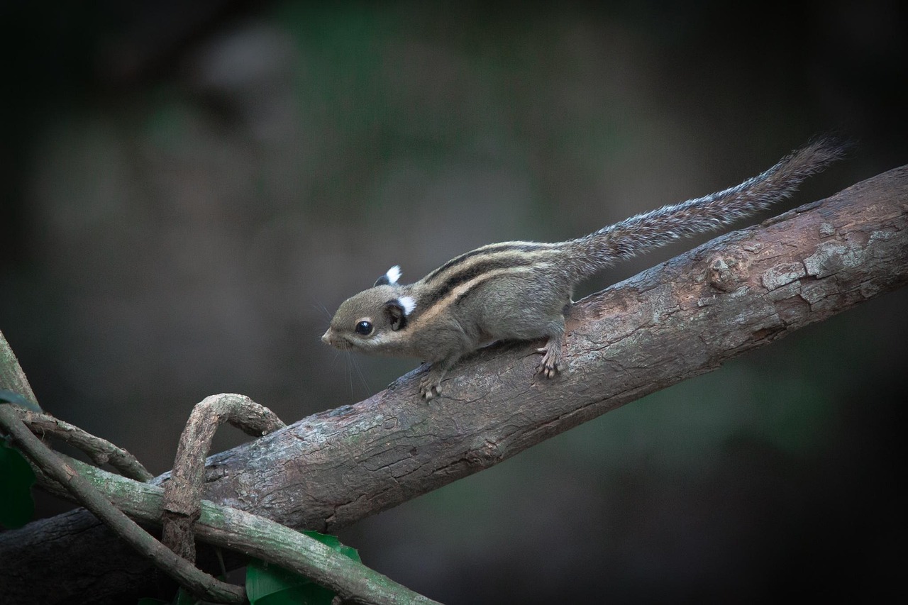 叶青最新动态揭秘,多元领域的卓越探索与成就展