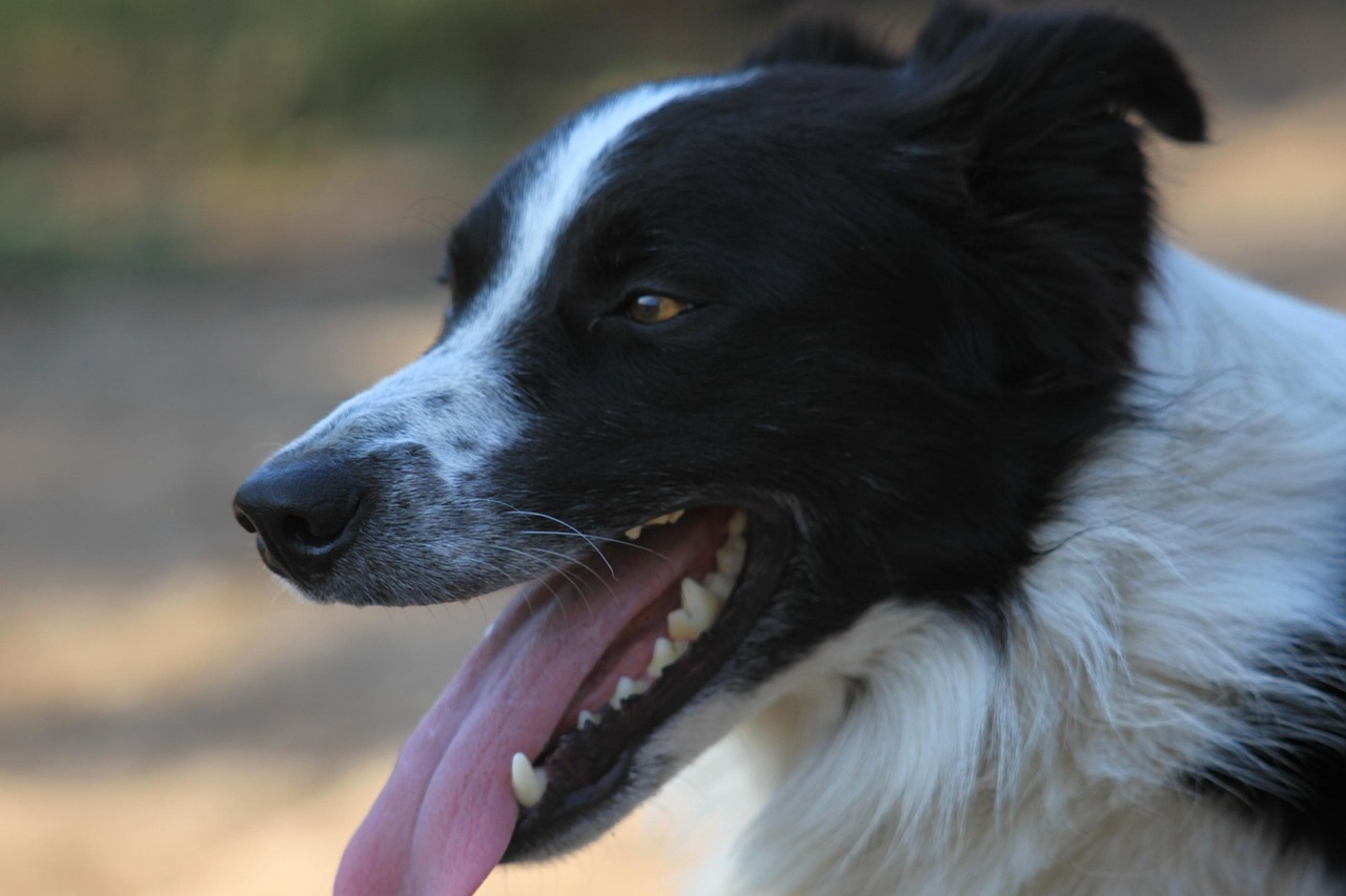 最新狗市价格概览,最新狗狗交易市场行情分析