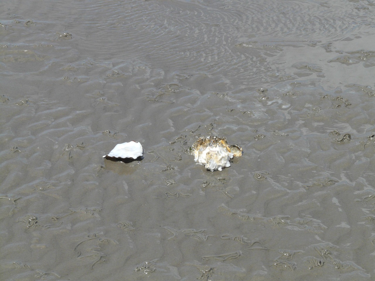 最新鲜生蚝,海洋的馈赠与品尝的艺术