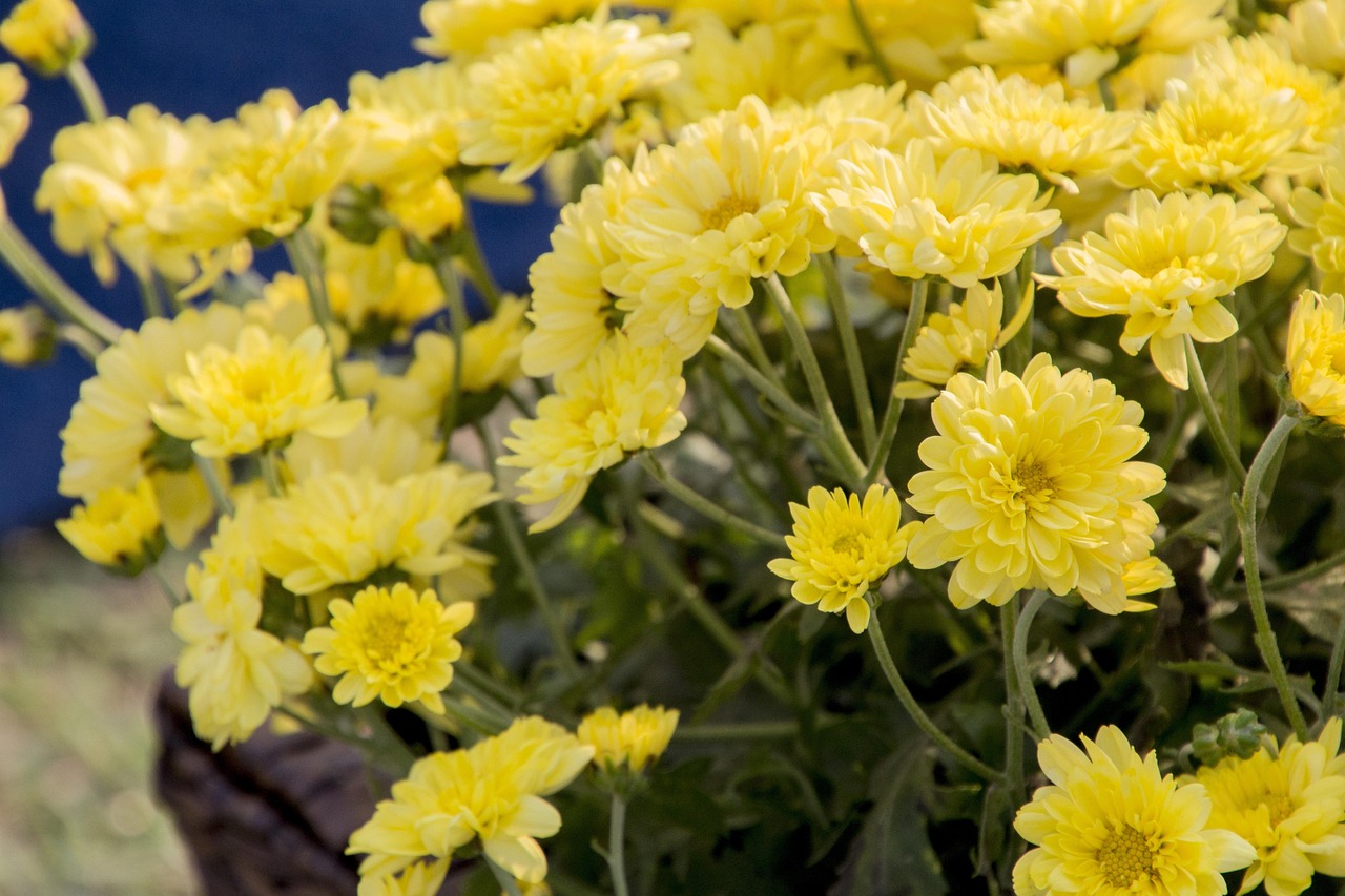 最新木兰花,绽放之美与文化传承的力量