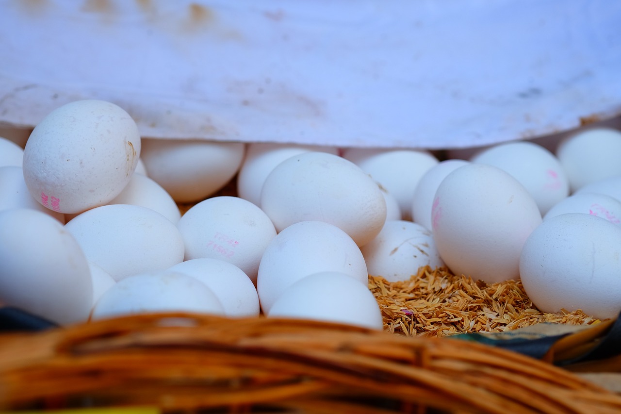 最新鸡蛋价格动态分析与趋势预测