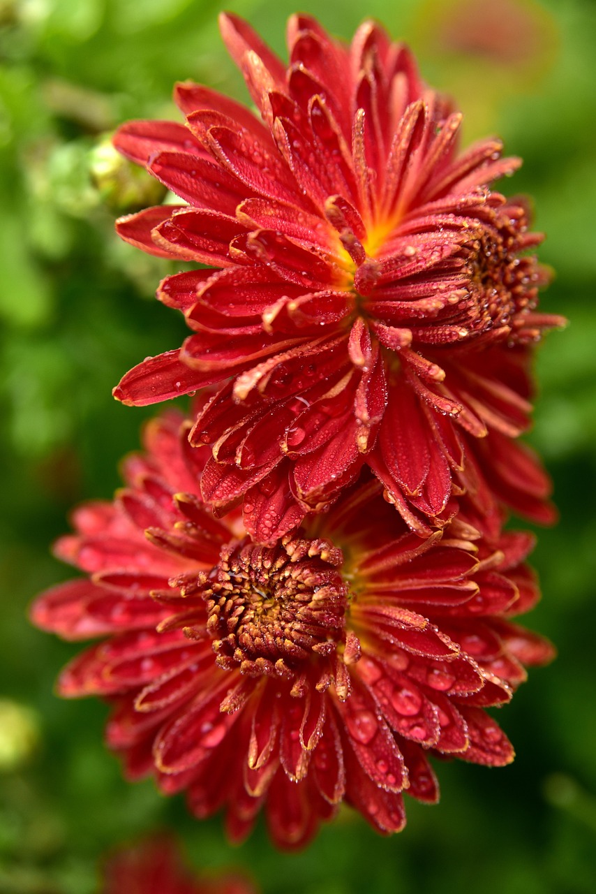 国潮品牌崭新时代,最新动态,绽放光芒的时代篇章