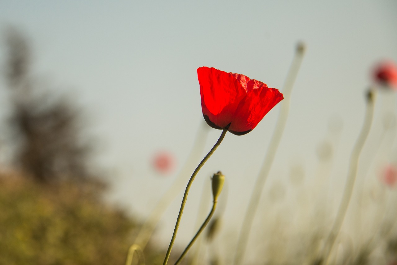 巴西疫情最新动态,挑战、应对策略全解析