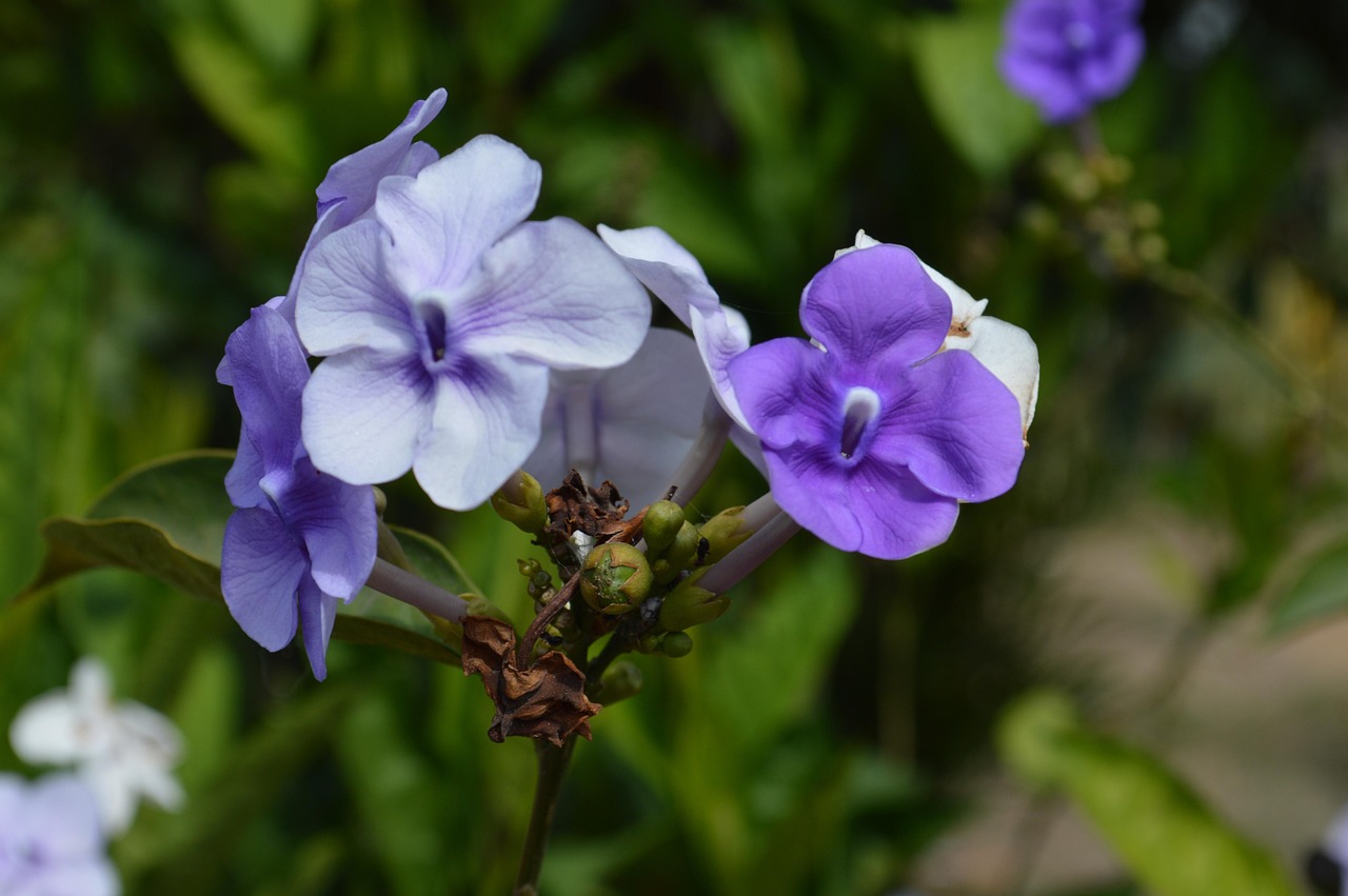 奇葩说最新结果,思辨之花的璀璨绽放