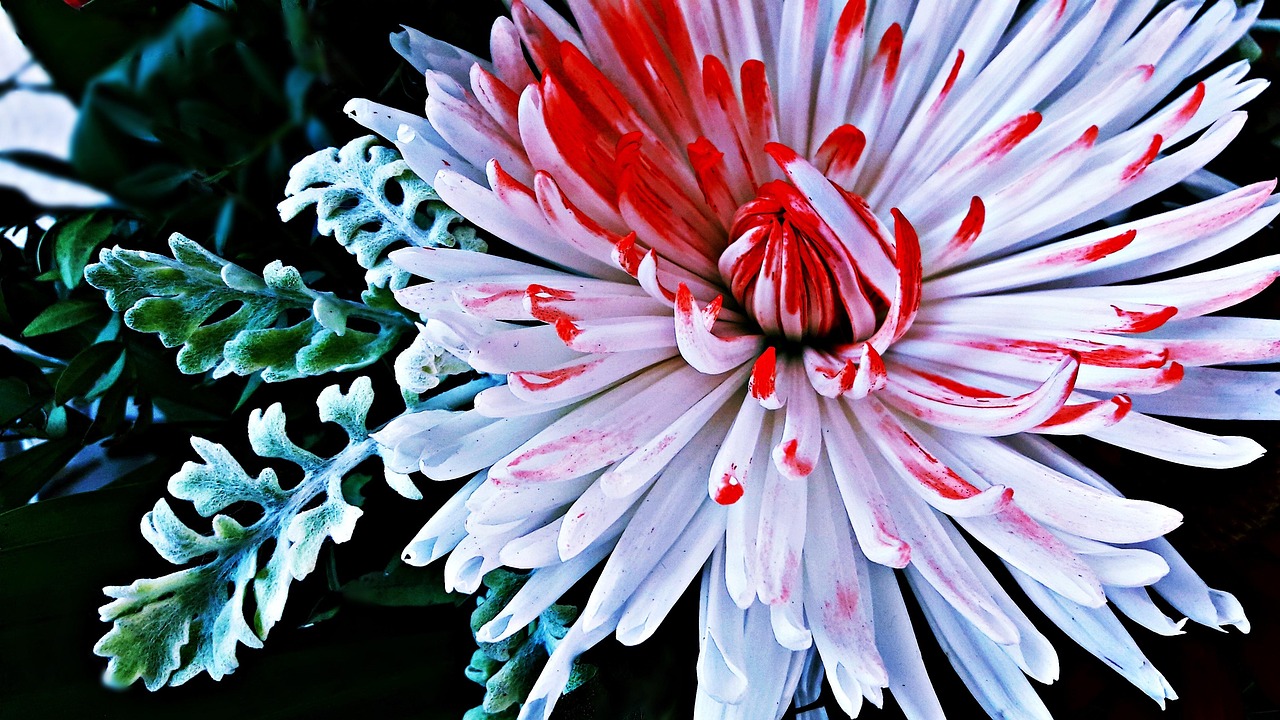 奇葩说最新结果,思辨之花的璀璨绽放