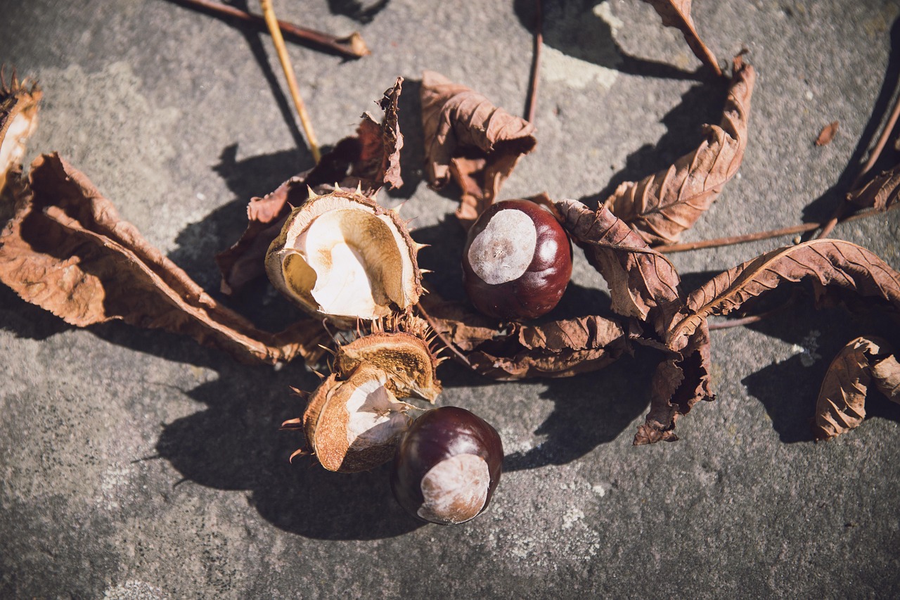 全球视角下的冠状病毒最新动态,疫情进展与应对策略