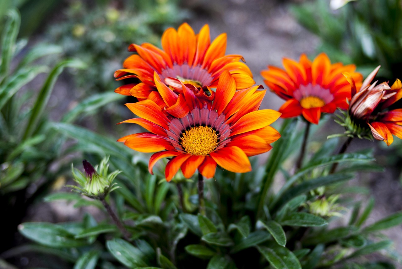 土耳其地震最新全面解析,最新信息及动态更新