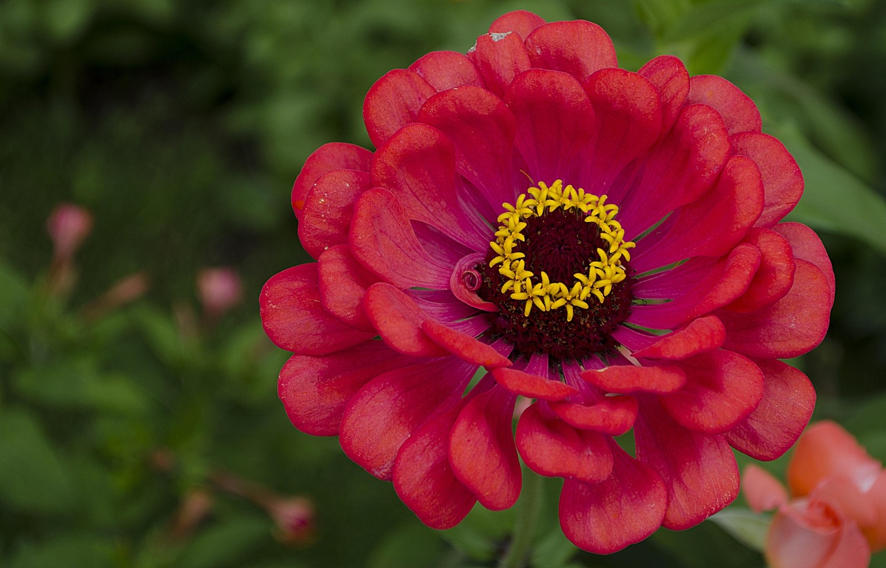 村花新风采,绽放的美丽与变迁的见证