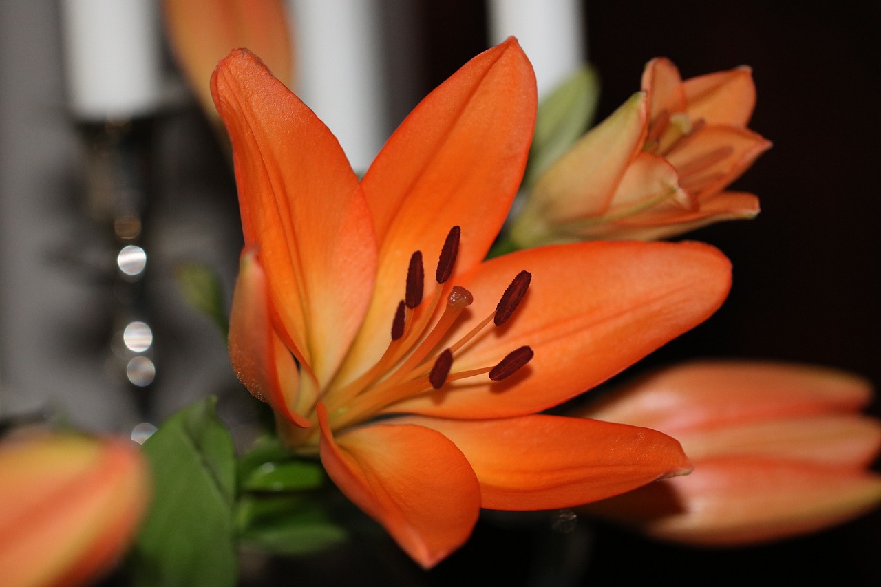 花花与荷叶的最新故事,绽放的生命之美