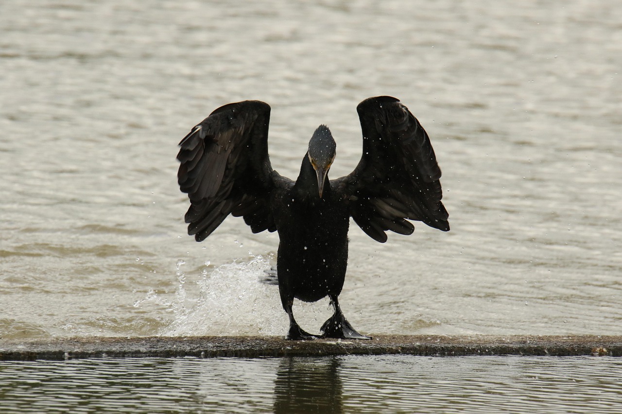 陈思坦的最新动态与成就,时代前沿的杰出人物展望