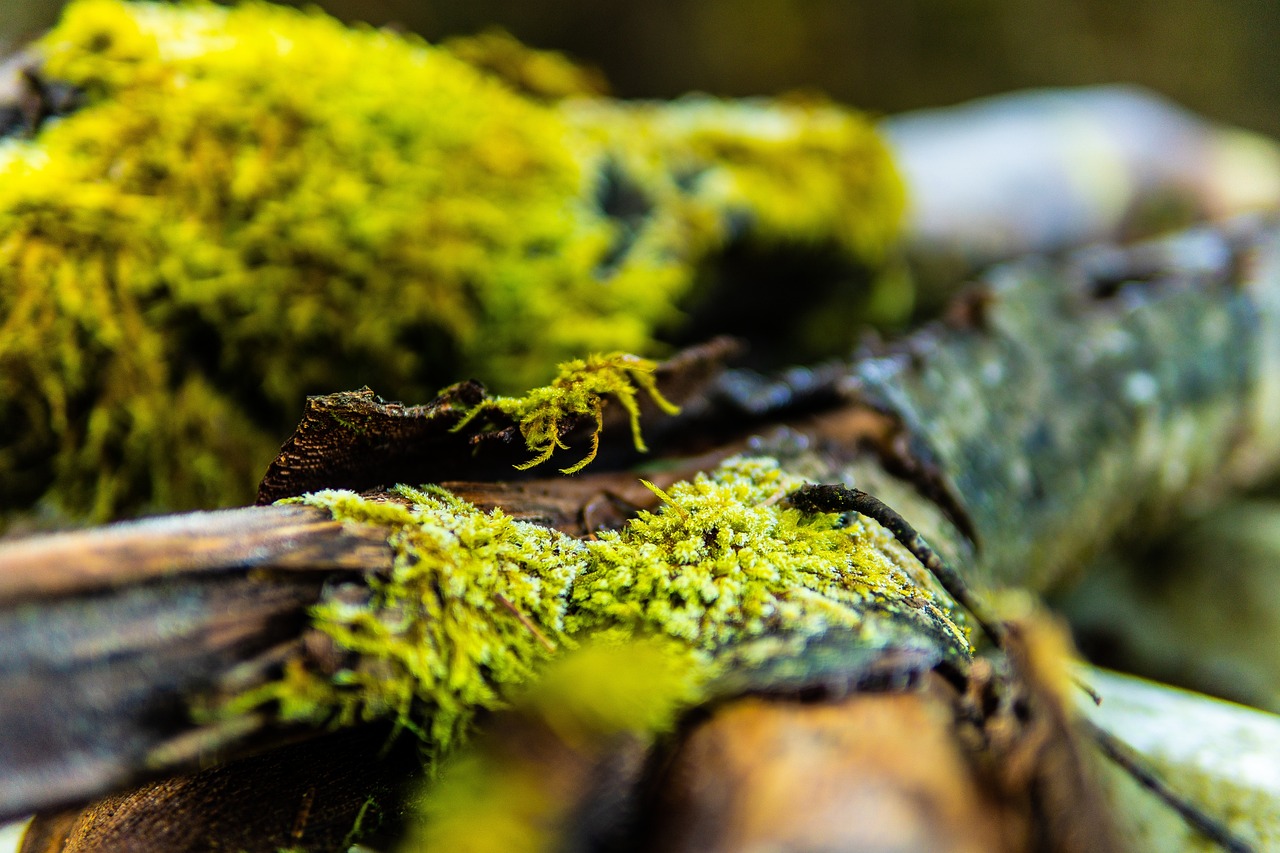 揭秘最新假绿松的秘密与鉴赏技巧