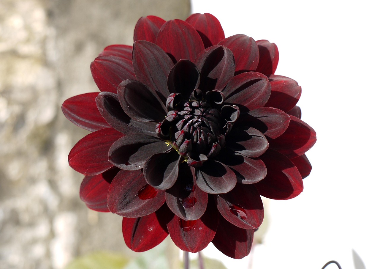 最新海棠花的魅力与特点概述