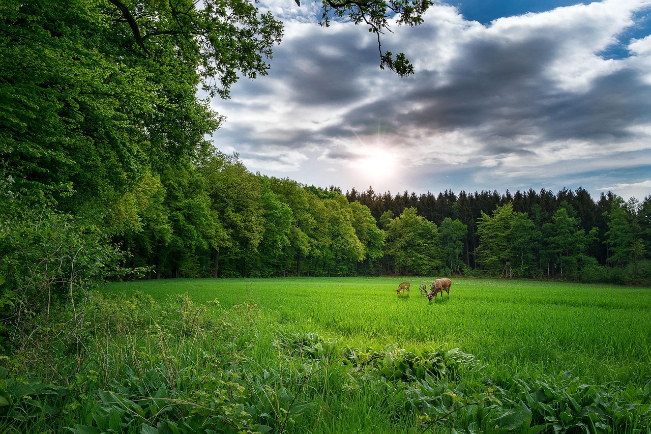 越秀麓端府最新动态与深度解析报告发布