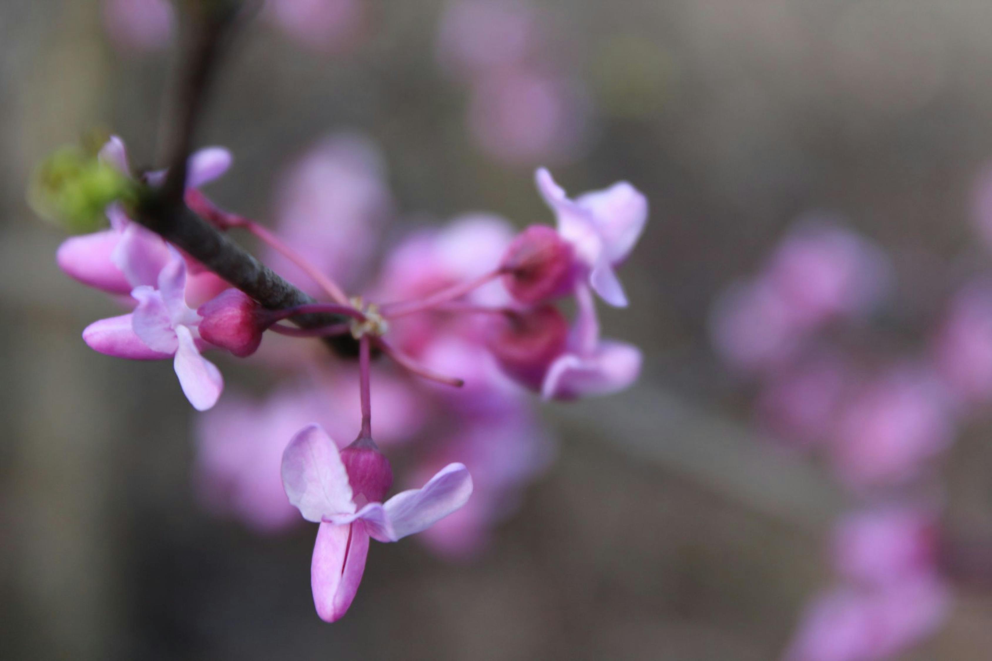柳州紫荆花盛开,城市春宴启幕