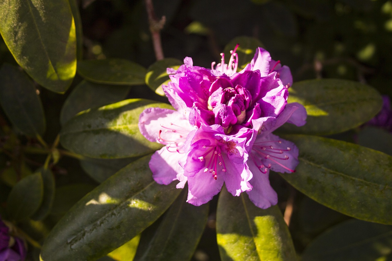 柳州紫荆花盛开,城市春宴启幕
