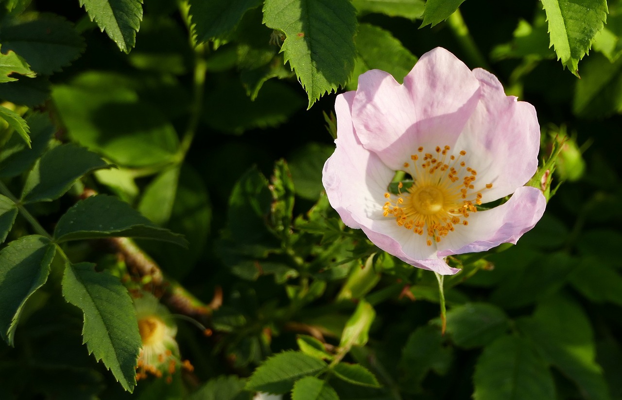 城市新景象与未来展望,花伴落官最新风采