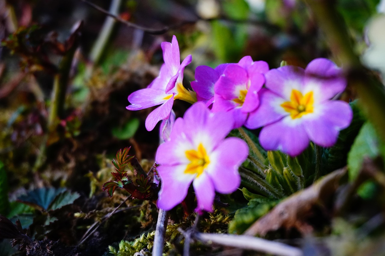 城市新景象与未来展望,花伴落官最新风采