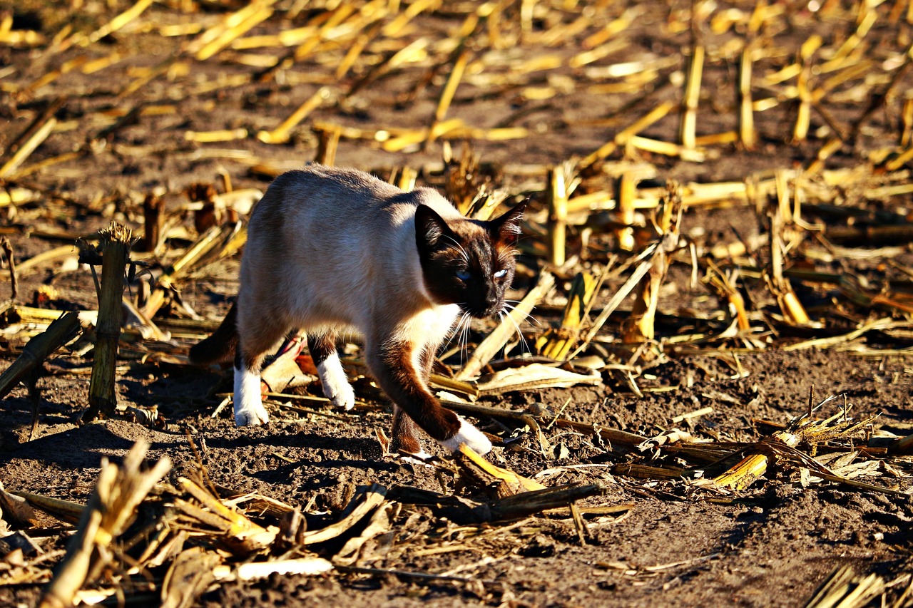 辽宁疫情最新实时动态,挑战与应对策略