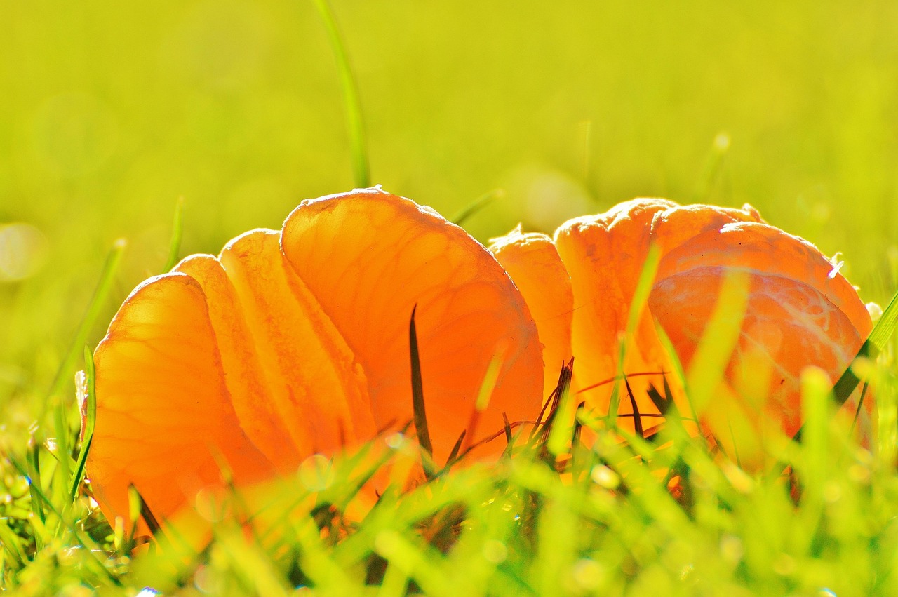 修美乐最新价格详解与深度探讨,全面解析修美乐最新市场动态价格