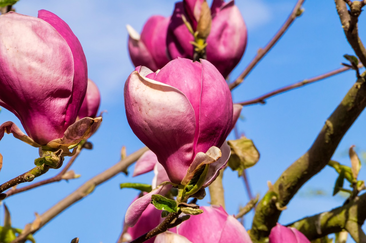 北京疫情最新动态变化及应对策略的调整与积极应对之道