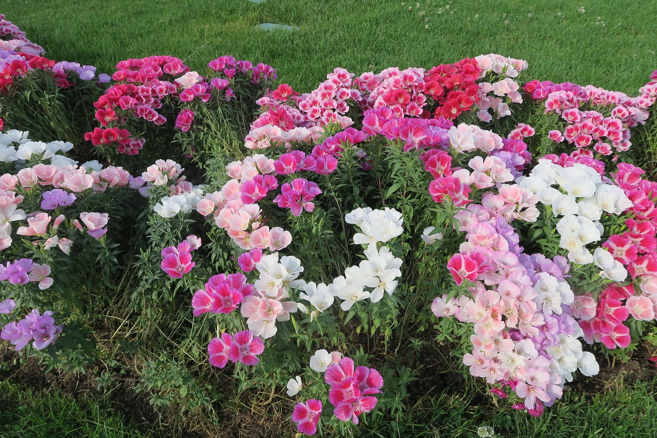 探索花卉市场,何时购买鲜花最新鲜?