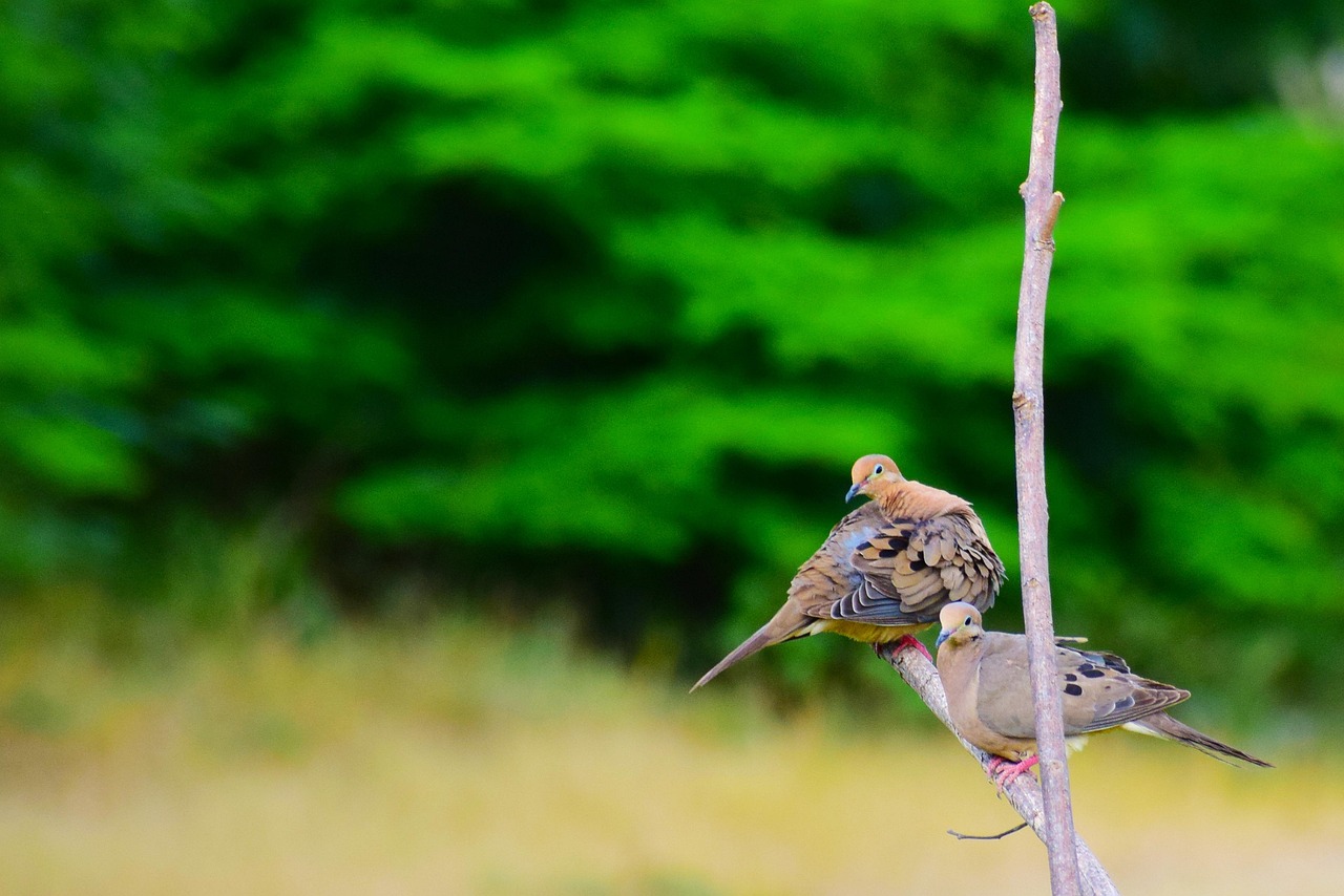 C罗与乔治娜的最新动态,足球巨星与美伴侣的恩爱生活更新