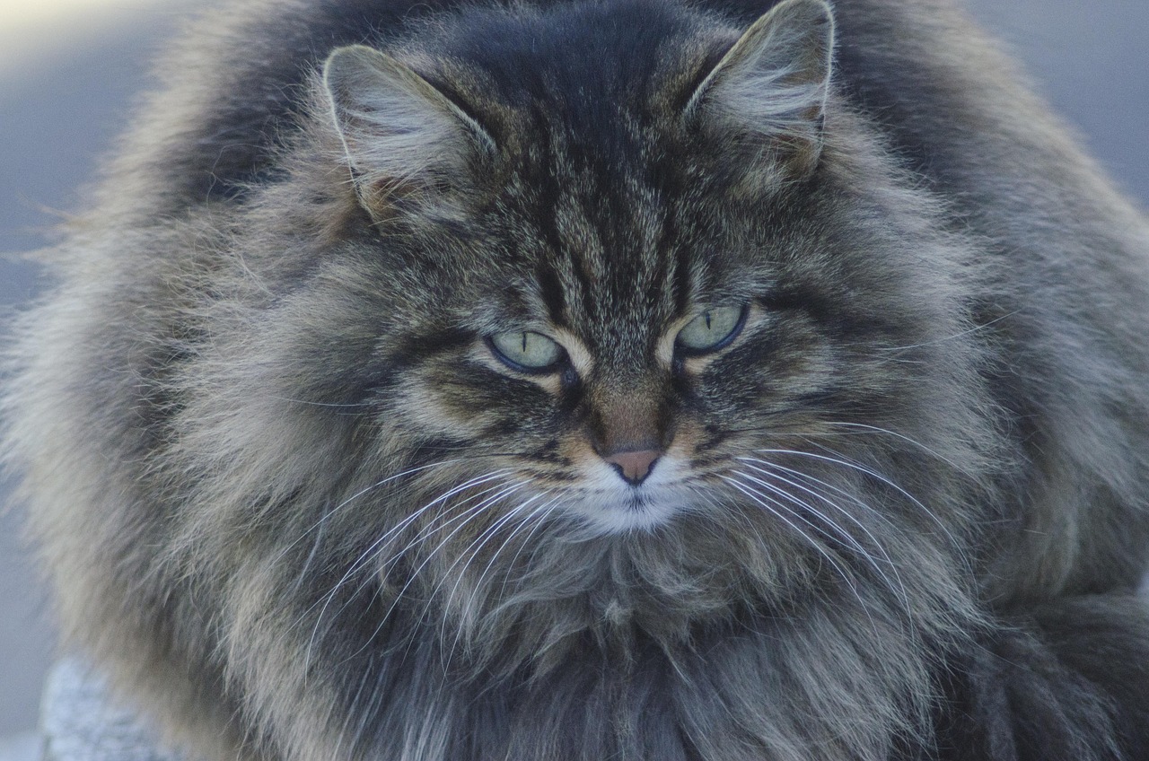 筷猫最新版,智能生活全新体验的革命者