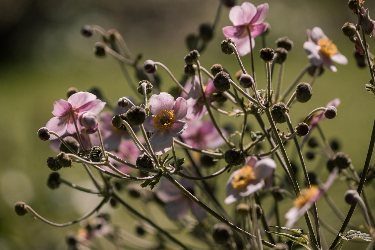 日本东京疫情最新动态,挑战与应对策略更新
