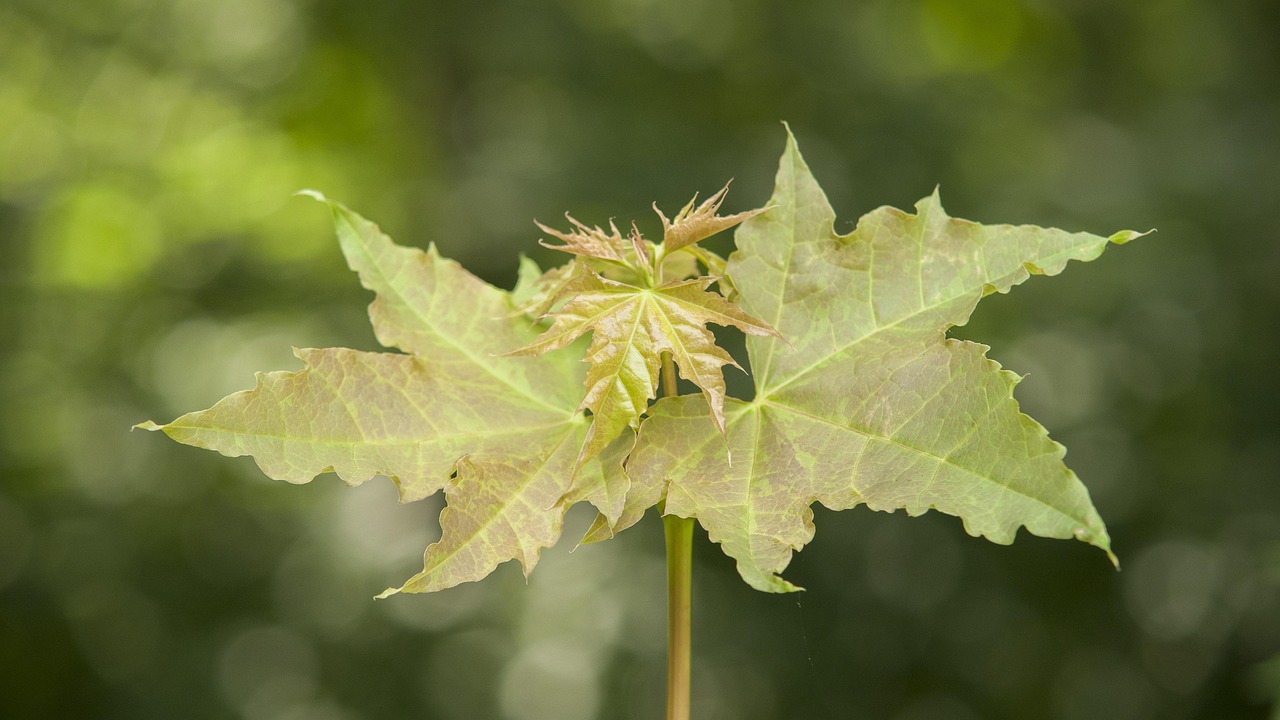杭州最新疫情动态官方通报