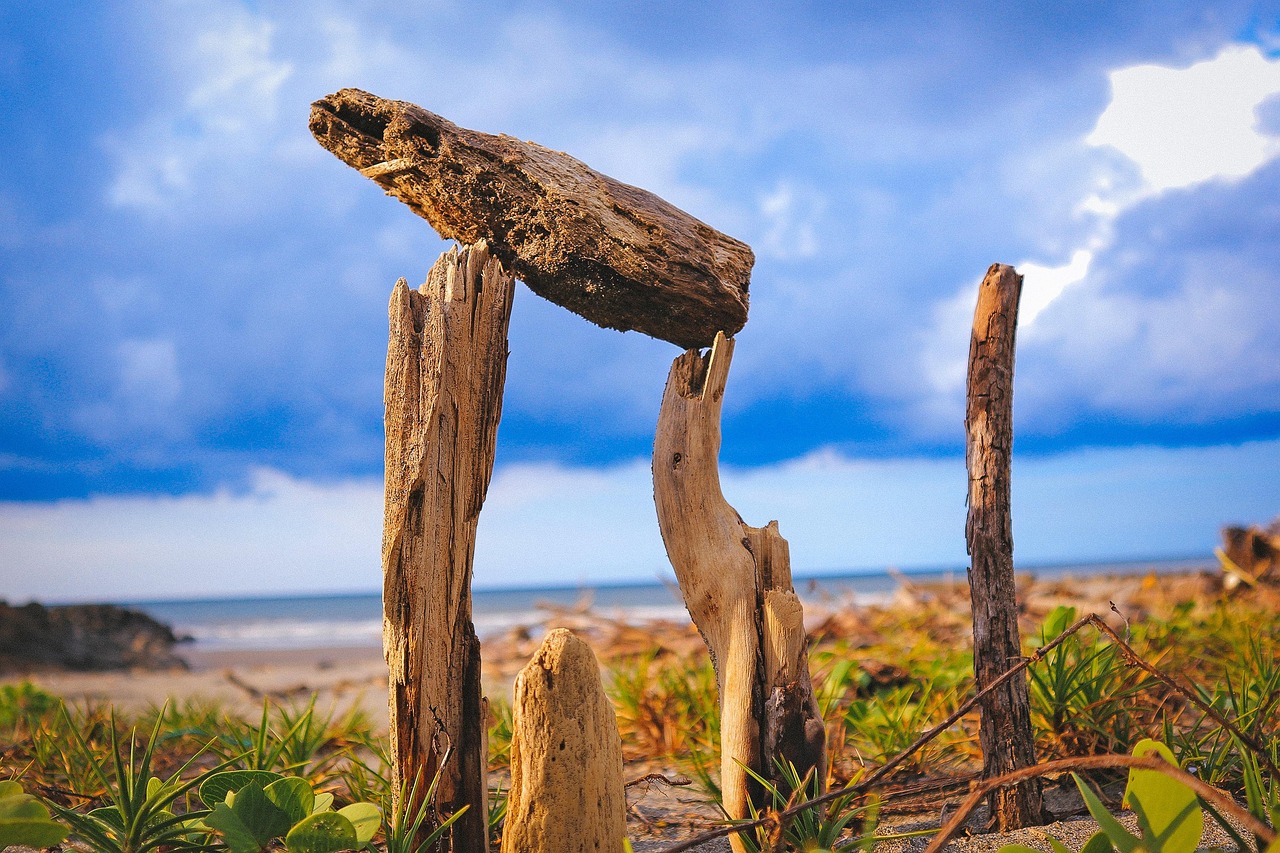 美国大选最新动态与分析报告