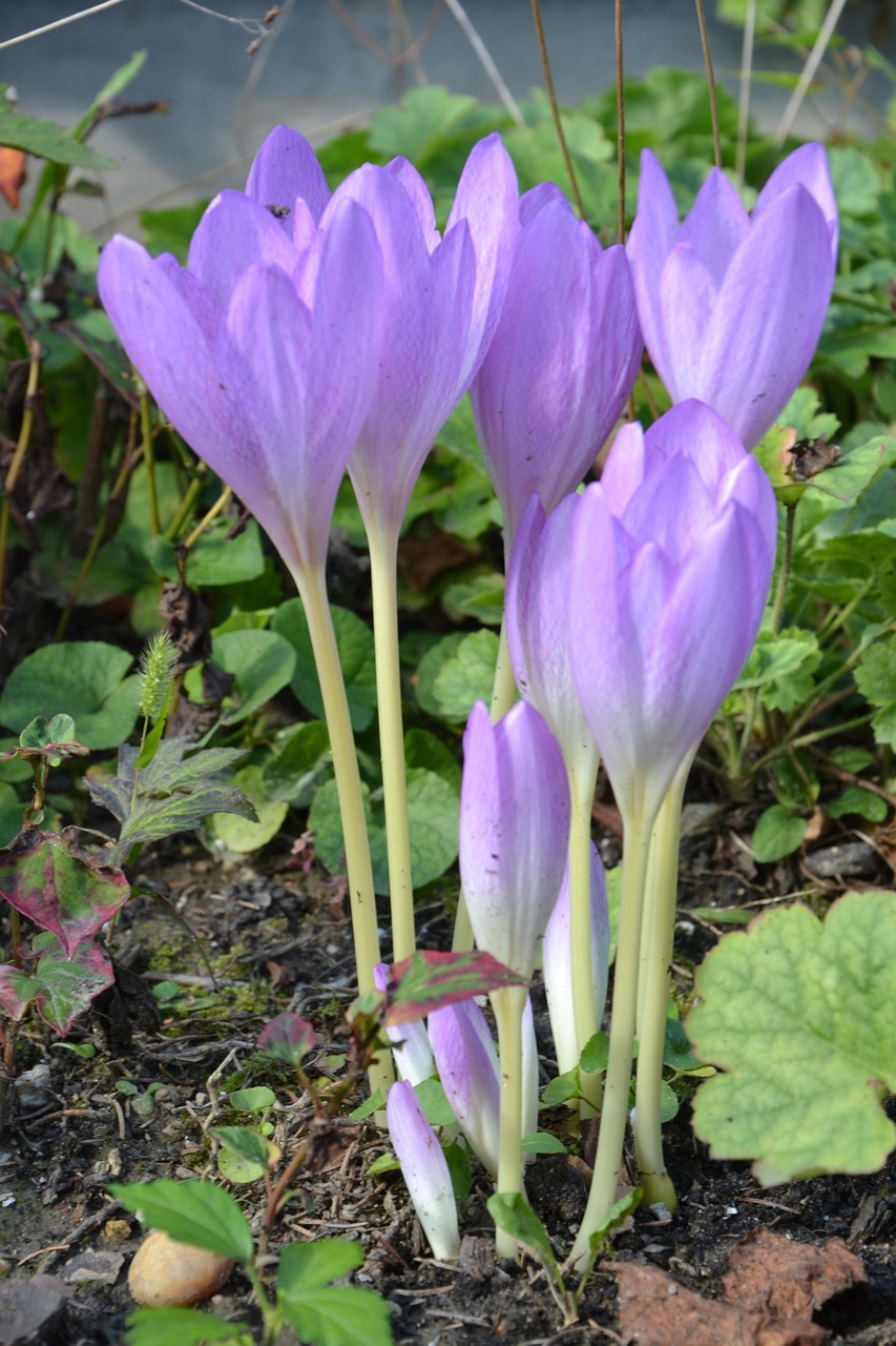 天津最新病毒动态及全面应对措施，守护城市安全